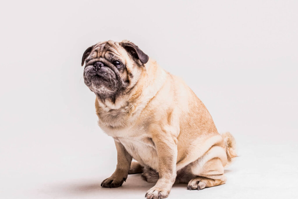 cachorro com obesidade canina sentado no chão.